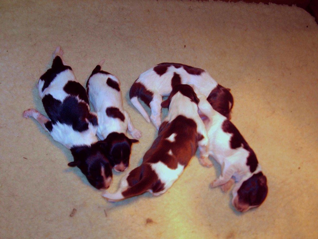 Schapendoes Puppy 1 week