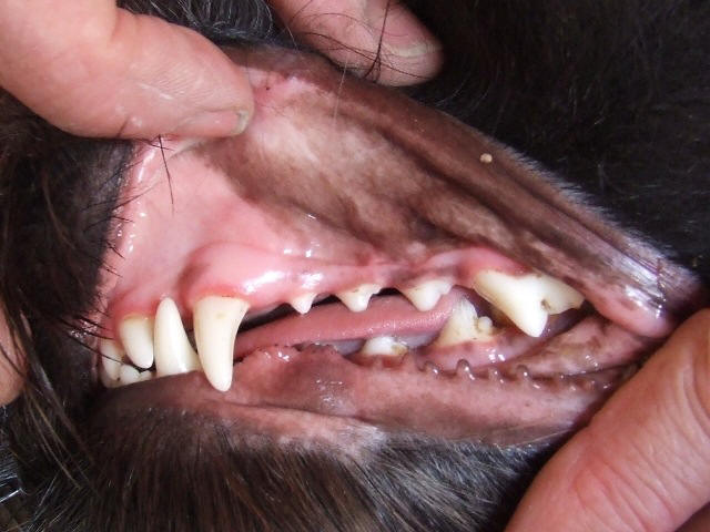 Clean Schapendoes teeth
